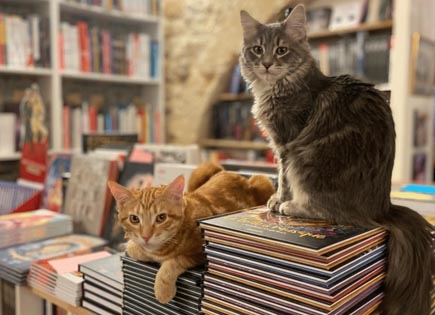 Librairie des chats d'Aix