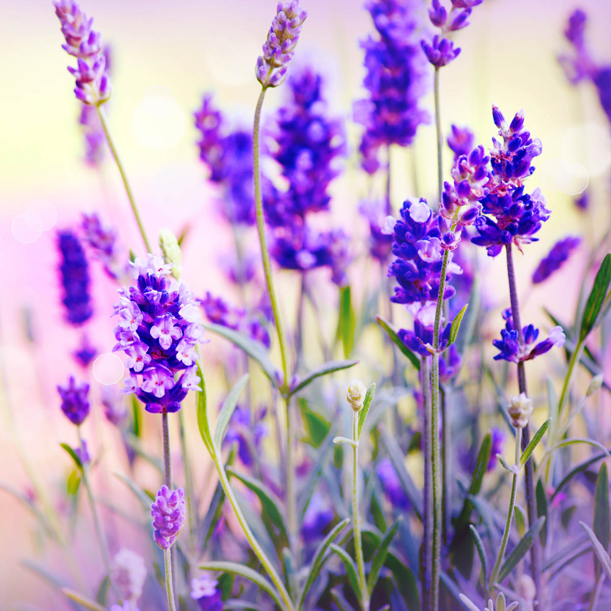 Fleurs de lavande