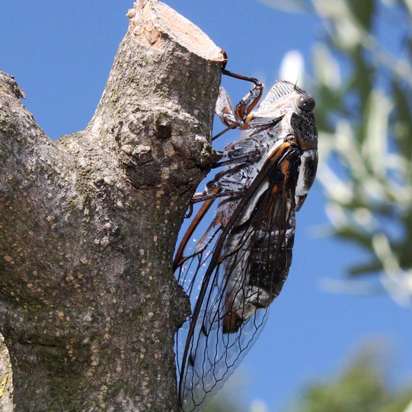 La cigale, un insecte volant