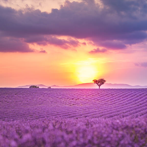 La lavande, c'est la Provence ...